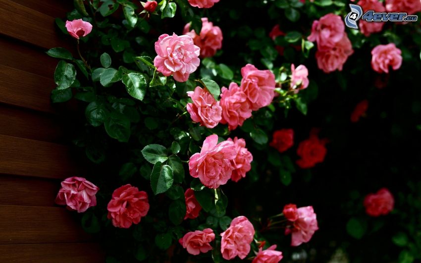 rosa blommor
