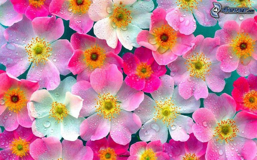 rosa blommor