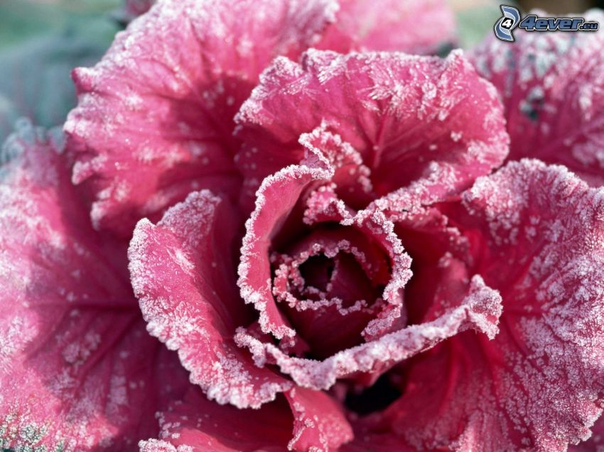rosa ros, frost