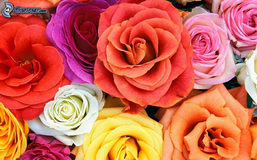 rosor, färgglada blommor