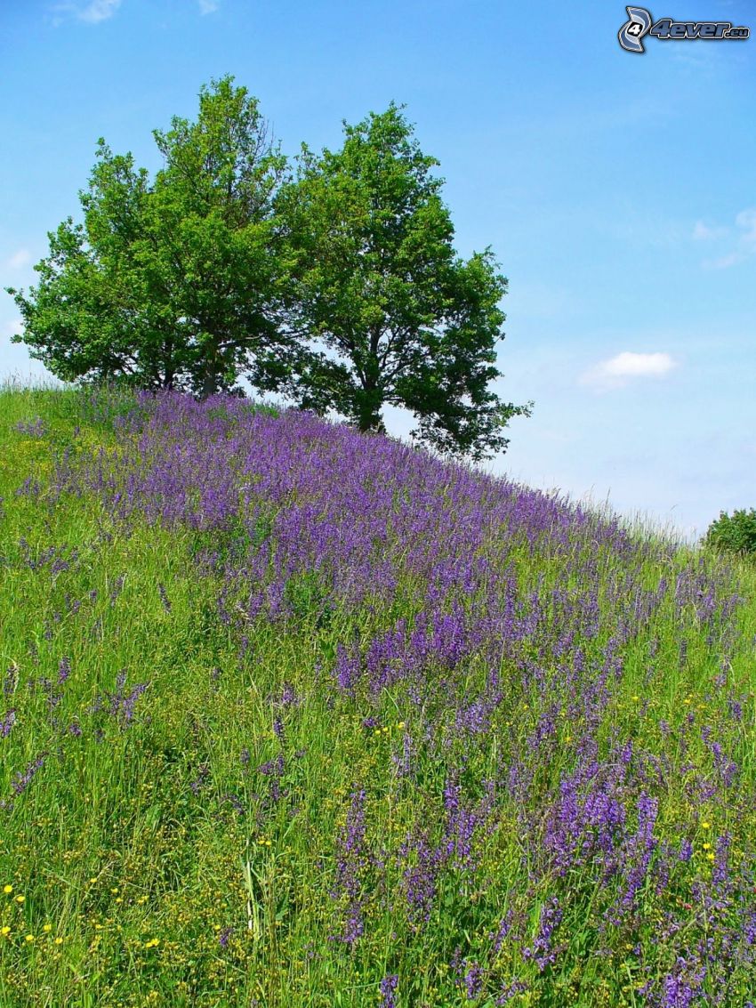 salvia, lila blommor, äng, träd