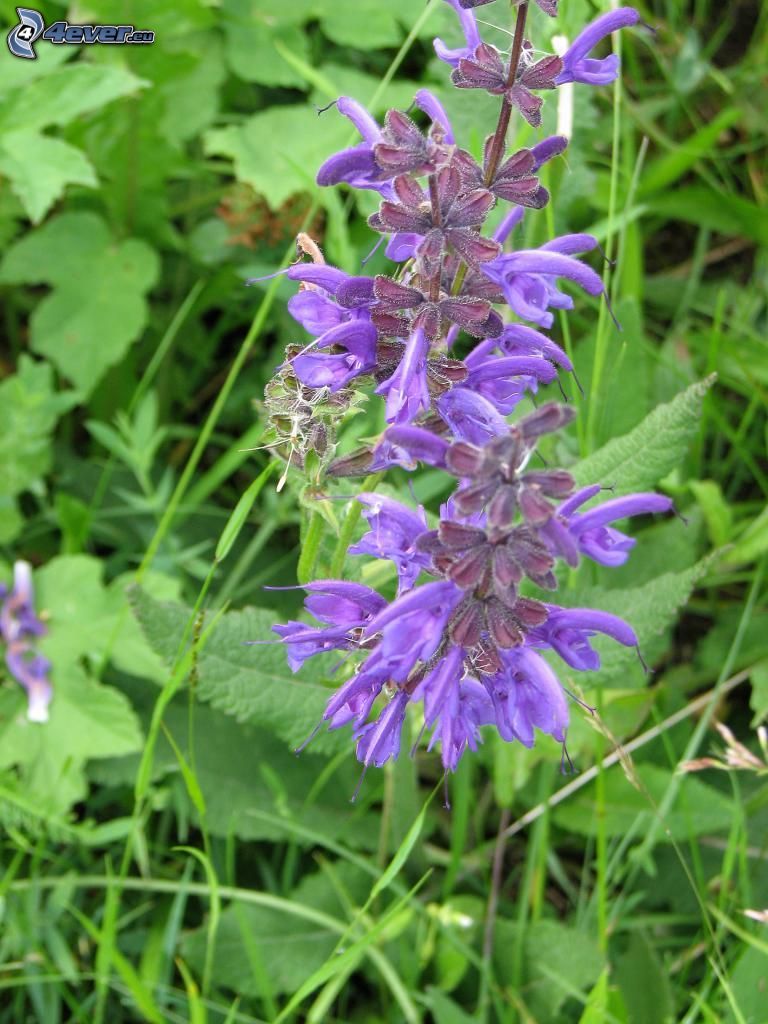 salvia, lila blommor, gräs