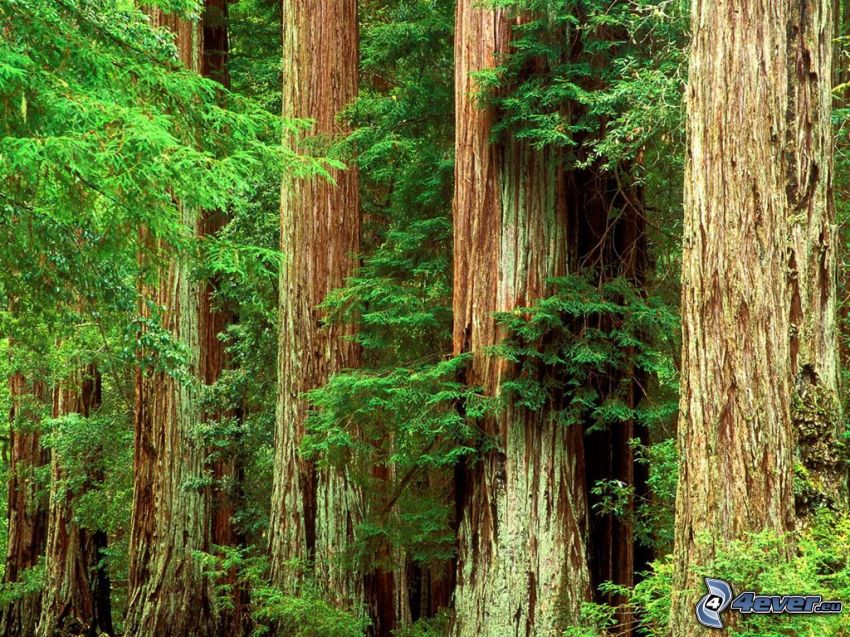 sequoior, barrskog, trädstammar, stora träd
