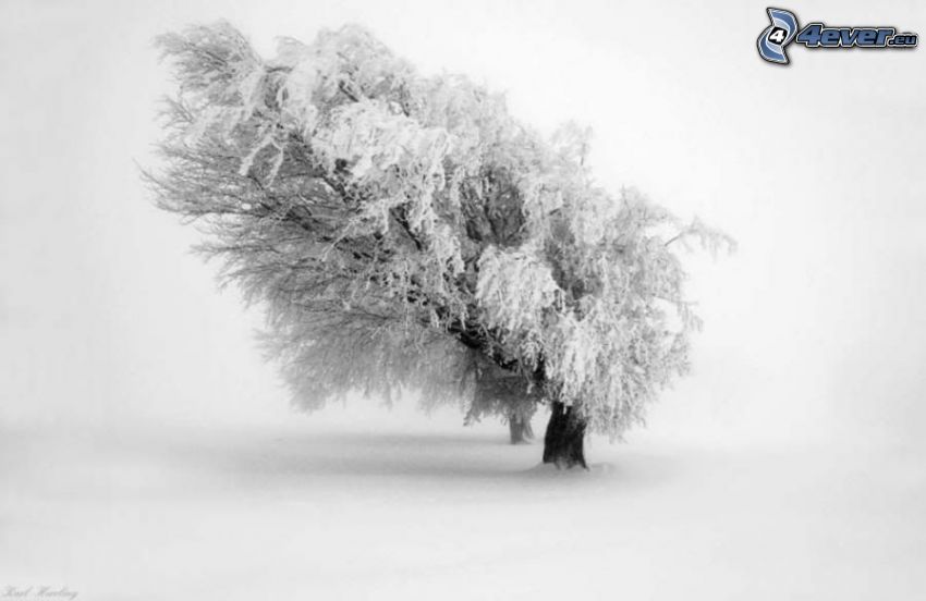 snöigt träd