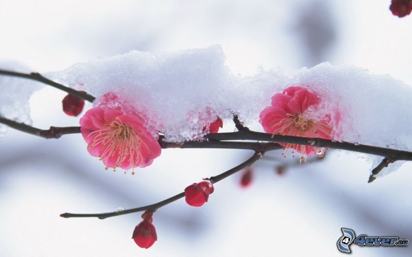 snötäckt gren, rosa blommor
