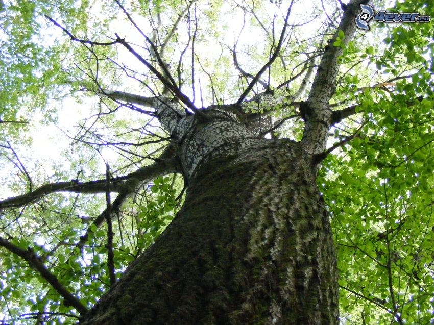 spretigt träd, grenar, gröna blad