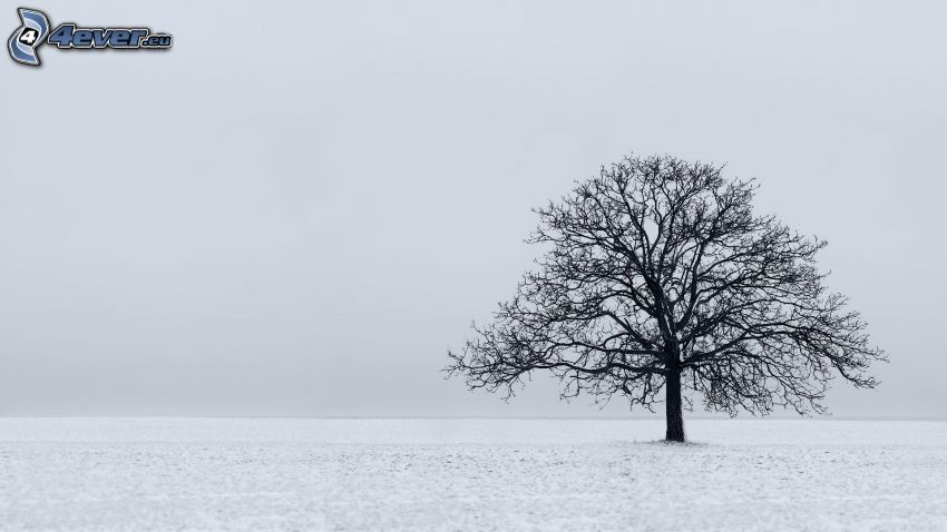 träd, snö