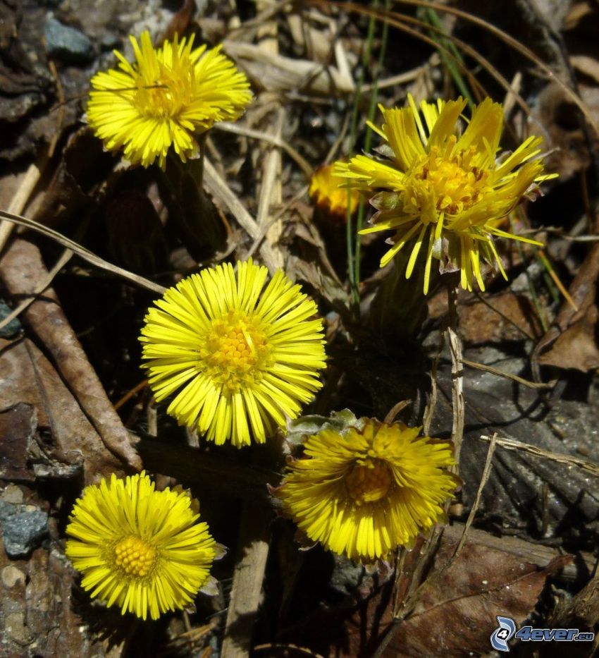 Tussilago, gula blommor