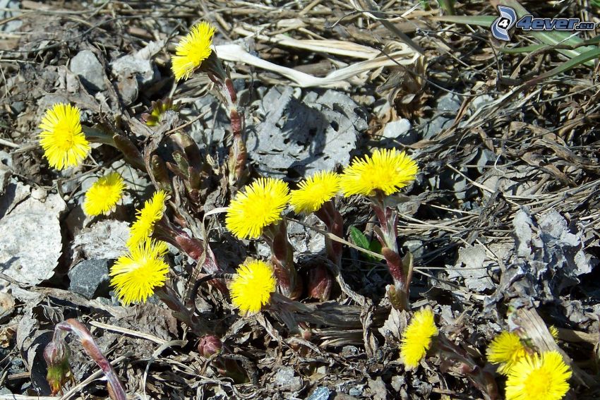Tussilago, gula blommor