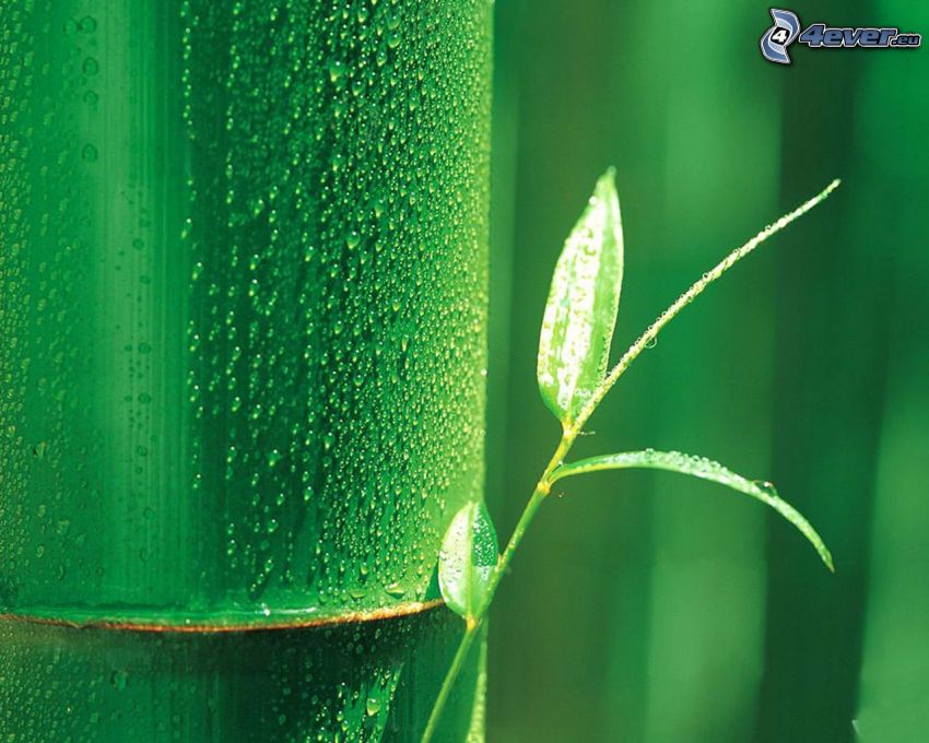 växt, bambu, dagg, vattendroppar