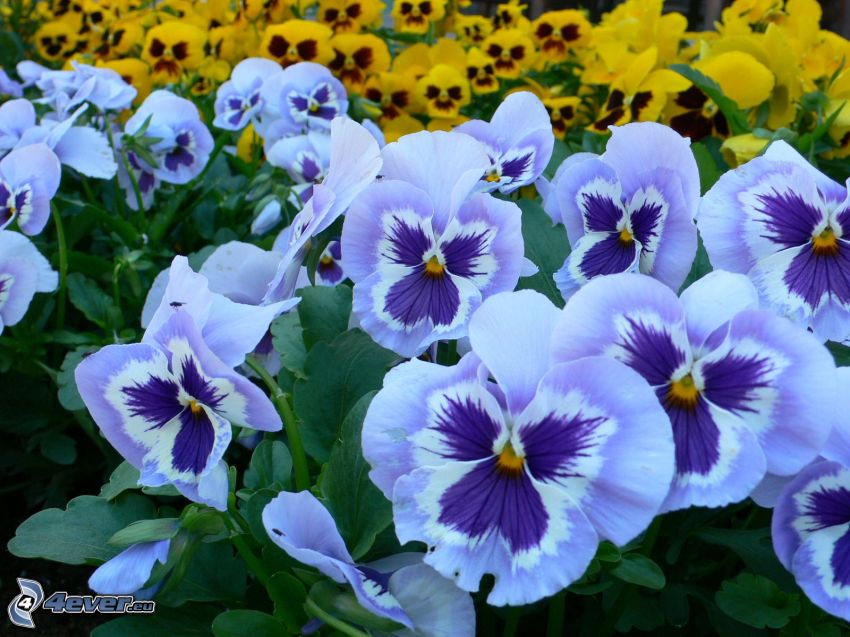 violer, blå blommor, gula blommor