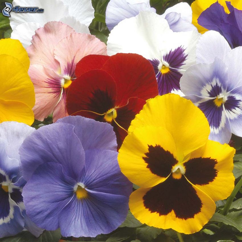 violer, färgglada blommor