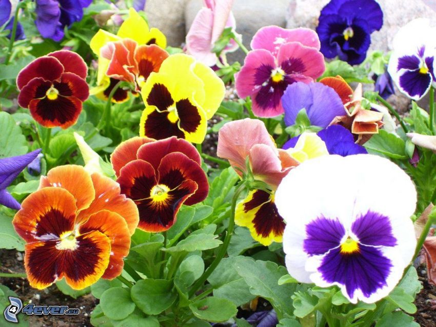 violer, färgglada blommor
