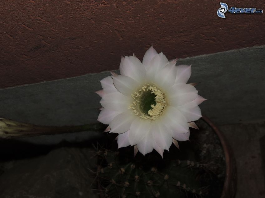 vit blomma, kaktus
