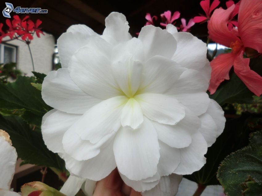 vit blomma