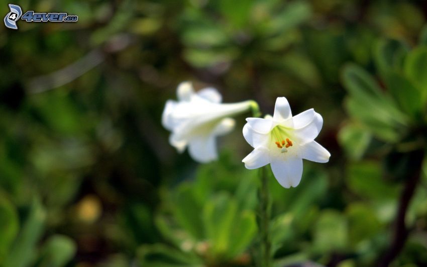 vita blommor