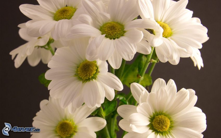 vita blommor