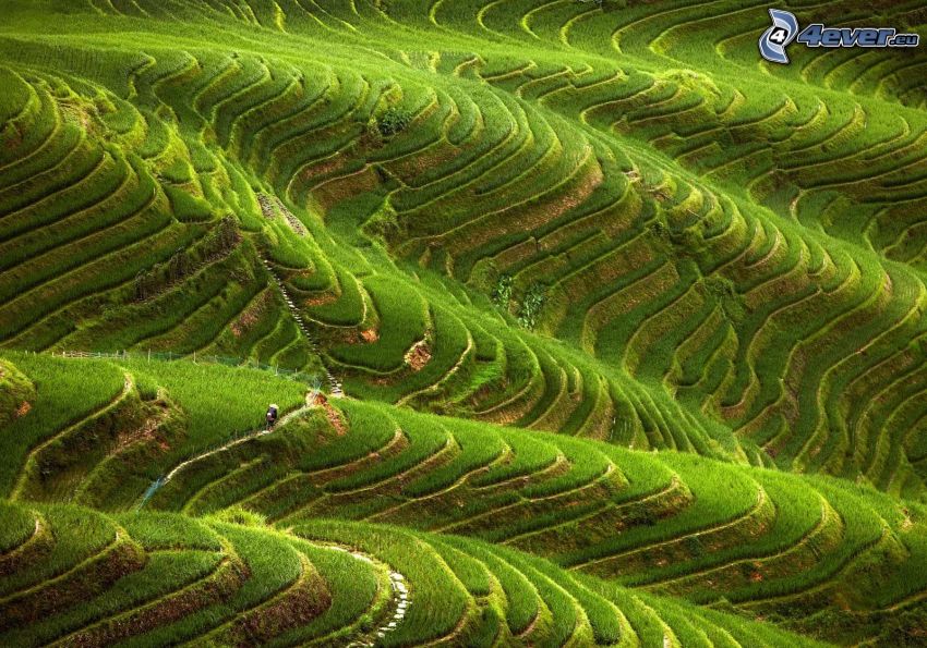 vietnamesiska risfält