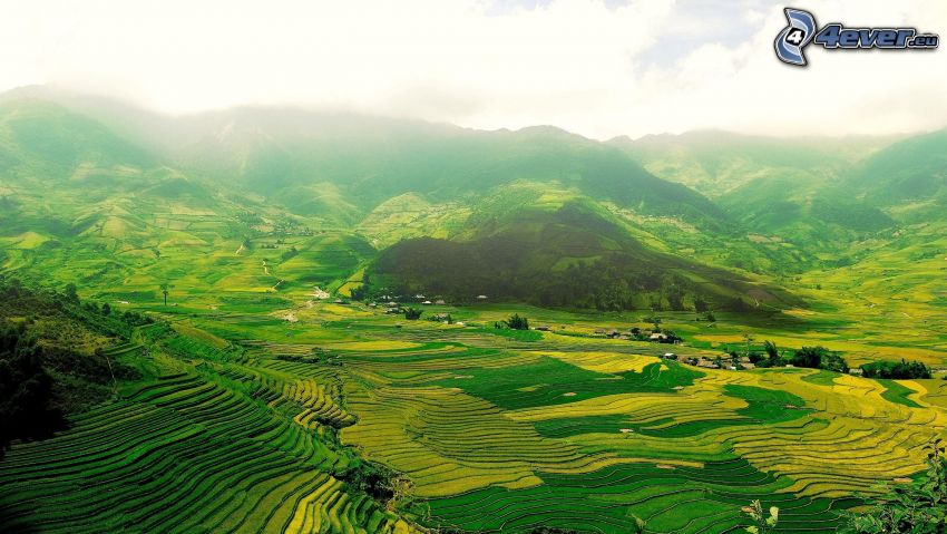 vietnamesiska risfält