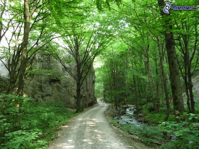 Zádielska dalen, Slovakien, skogsväg, grönska, träd, bäck