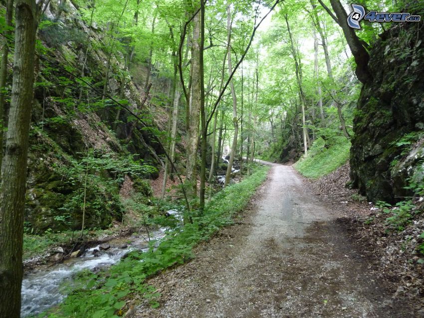 Zádielska dalen, Slovakien, skogsväg, träd