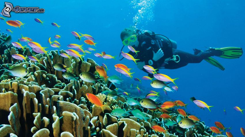 dykare, fiskstim, koraller