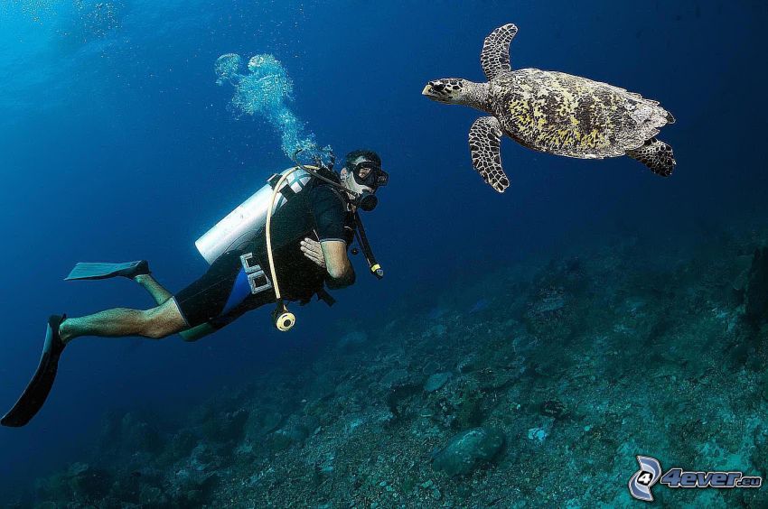 dykare, havssköldpadda