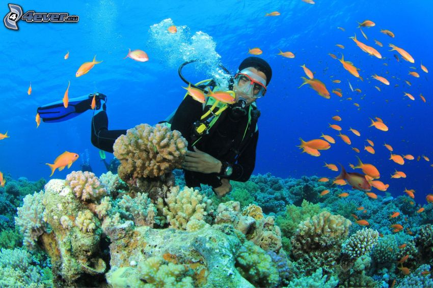 dykare, koraller, fiskstim