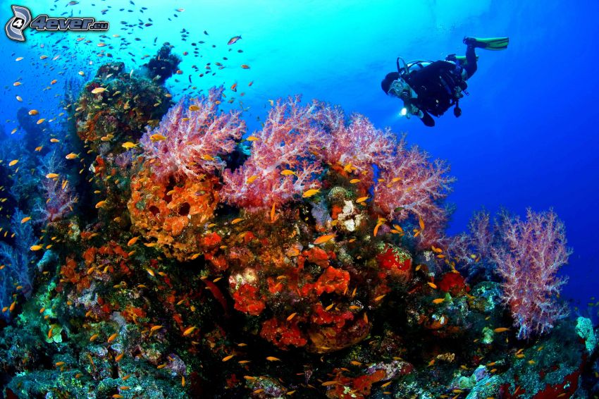 dykare, koraller, fiskstim