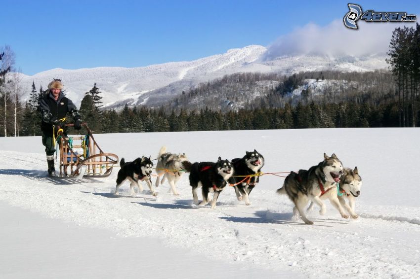 hundspann, Siberian Husky, springa, snöigt landskap