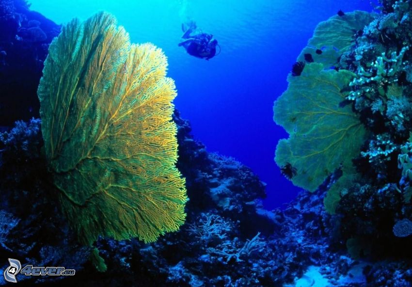 koraller, dykare