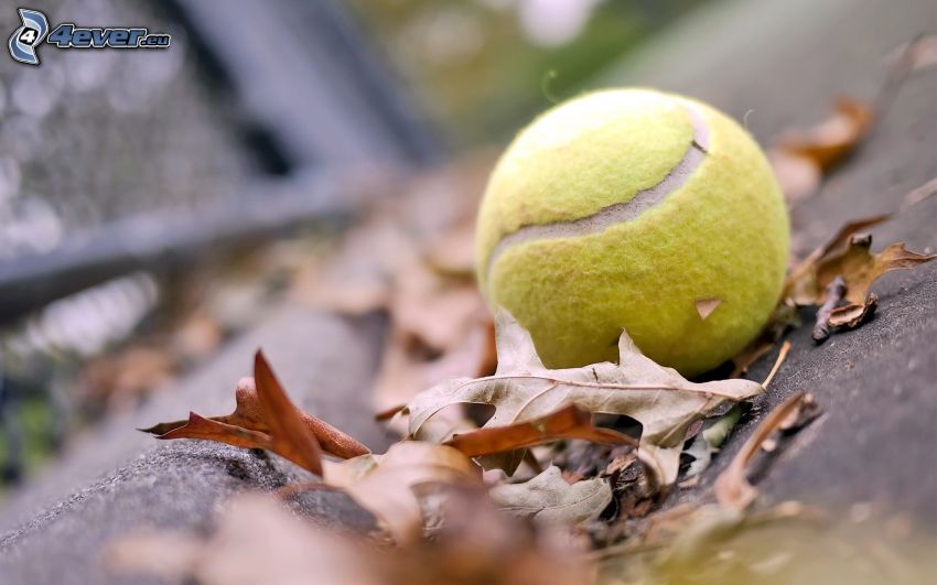 tennisboll, nedfallna löv