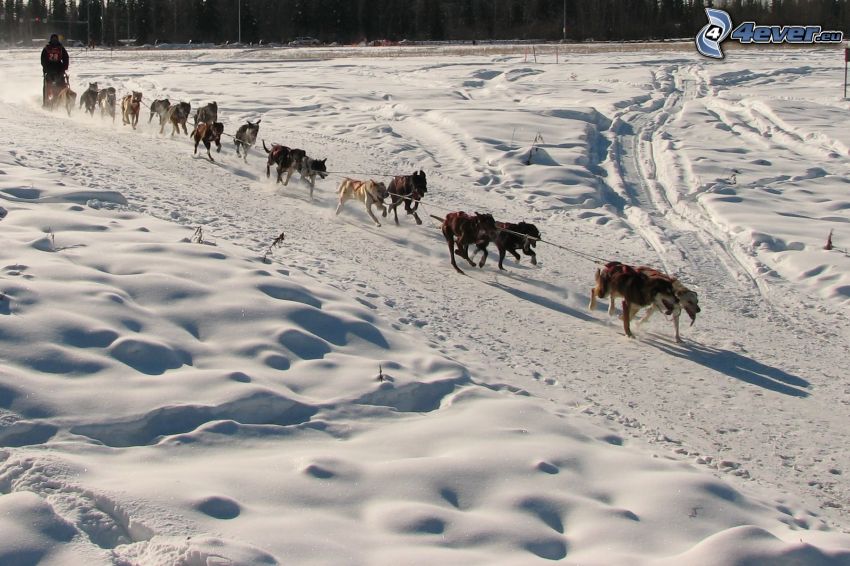 hundspann, lopp, snö, Alaska