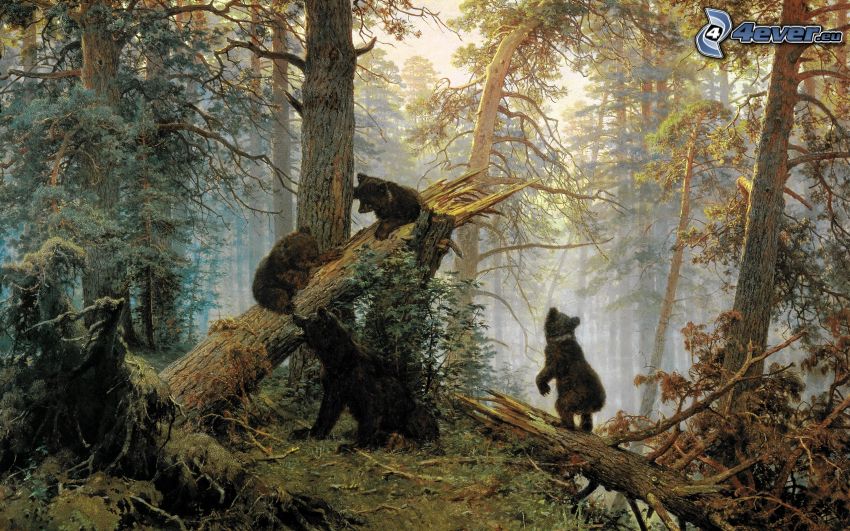 björnar, skog