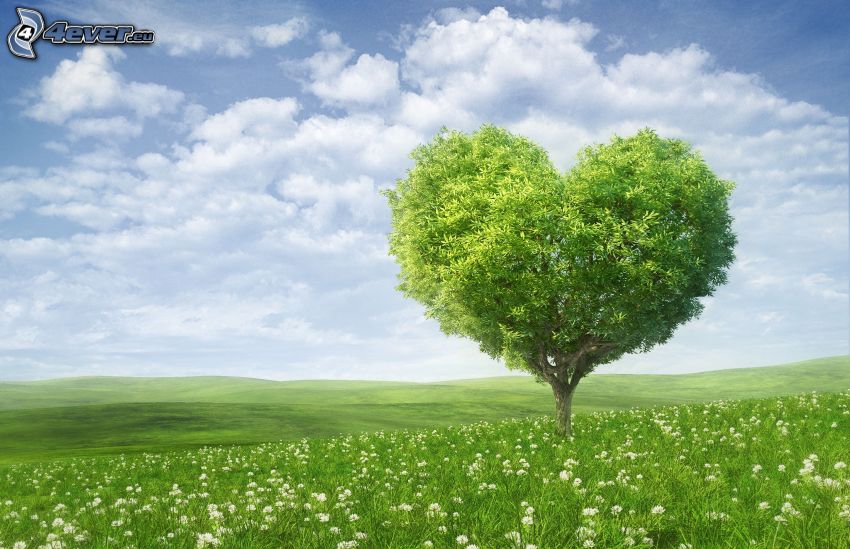 ensamt träd, hjärta, grön äng