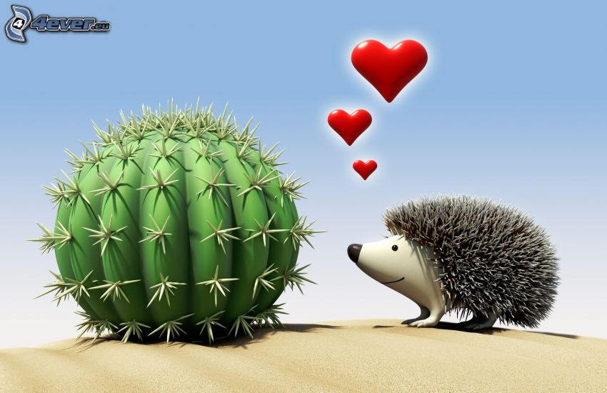 kärlek, igelkott, kaktus
