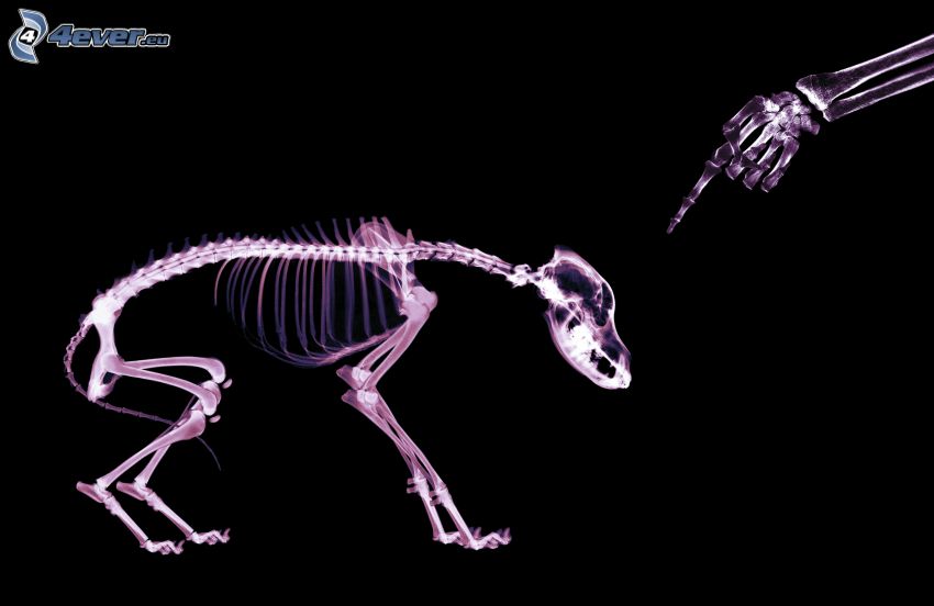 skelett, hund, hand, finger, Röntgen
