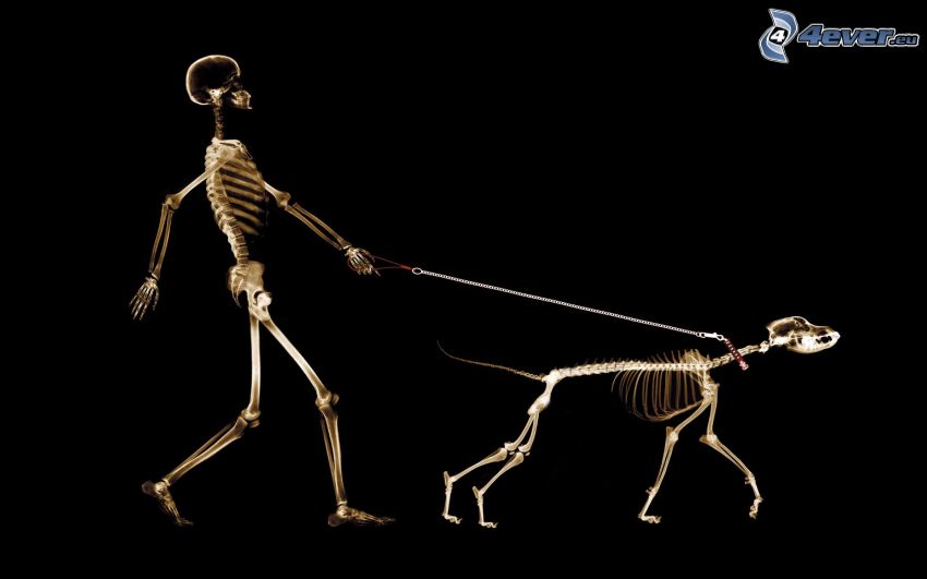 skelett, hund