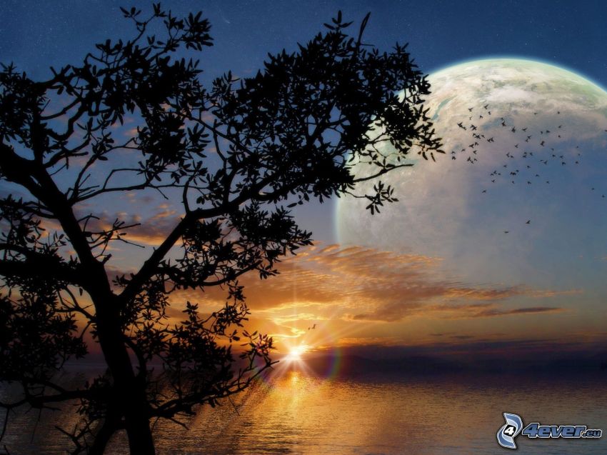 solnedgång över havet, siluett av ett träd, solstrålar, fåglar, planet
