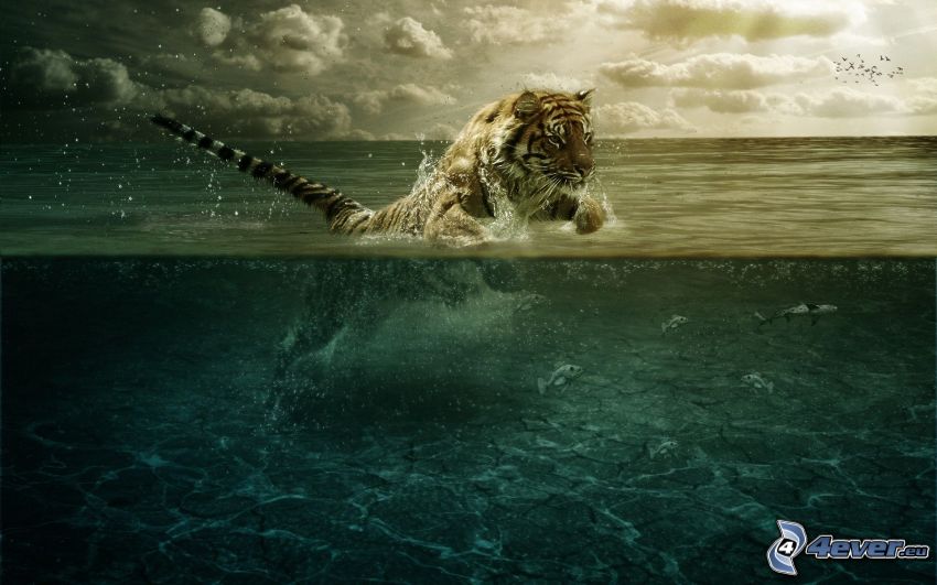 tiger, hav