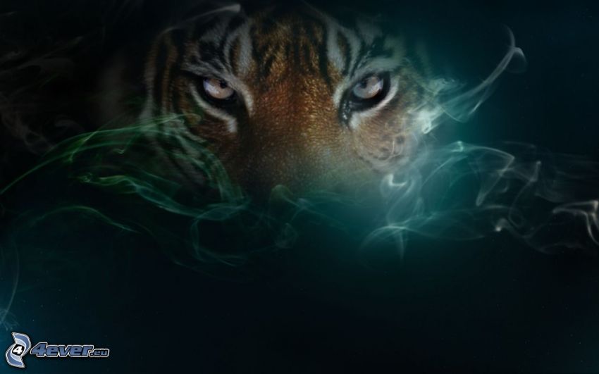 tiger, rök