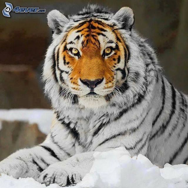 tiger, snö, Photoshop