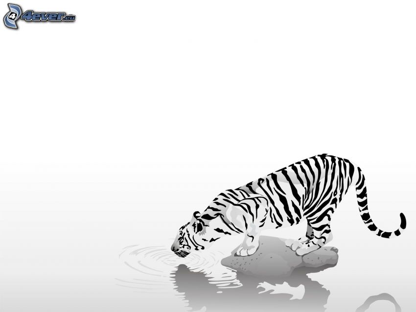 vit tiger, vatten