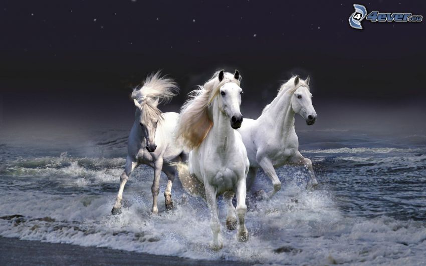 vita hästar
