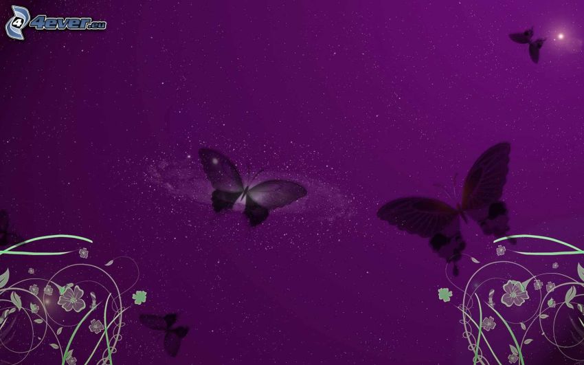 fjärilar, lila bakgrund