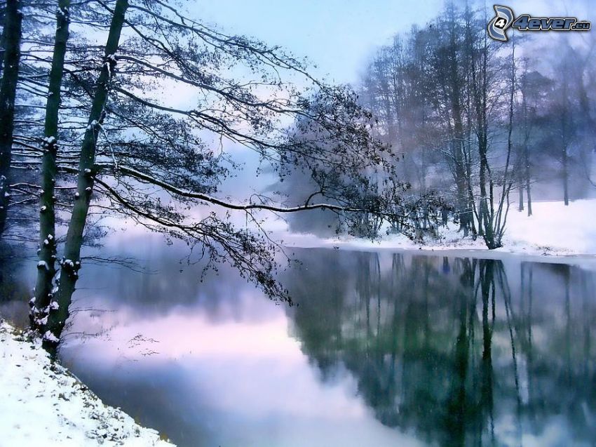 flod, träd, snö