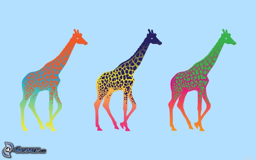 giraffer