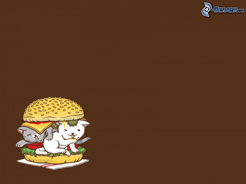 hamburger, katter
