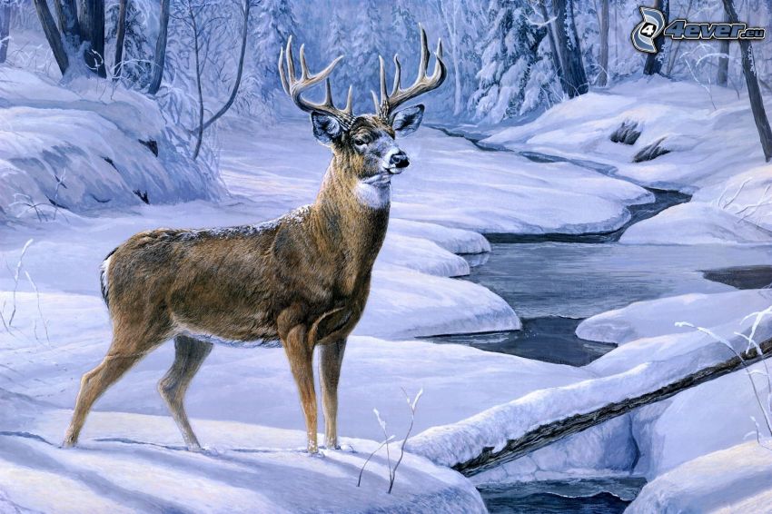 hjort, vinterfloden, snöigt landskap