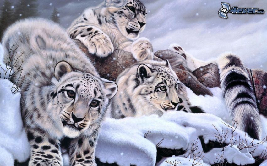 leoparder, snö